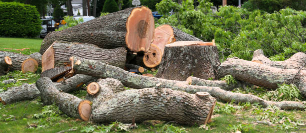 Best Hazardous Tree Removal  in South Eliot, ME